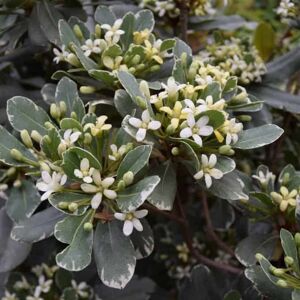 Pittosporum tobira 'Variegatum' (v) 30-40 cm